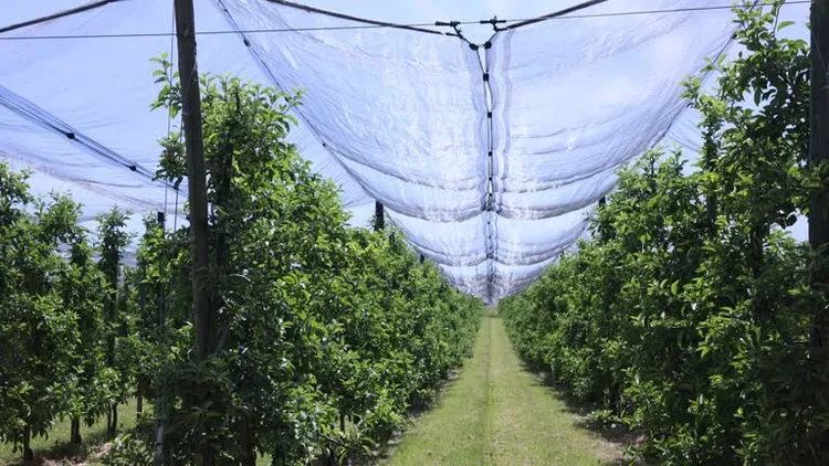 20260611 anti hail net.png